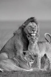 TPFLiving Poster Leinwand / Majestätischer Löwe - Löwenfamilie mit schwarzem und grauem Hintergrund / Verschiedene Größen - OHNE Rahmen - Modell JB1215-D